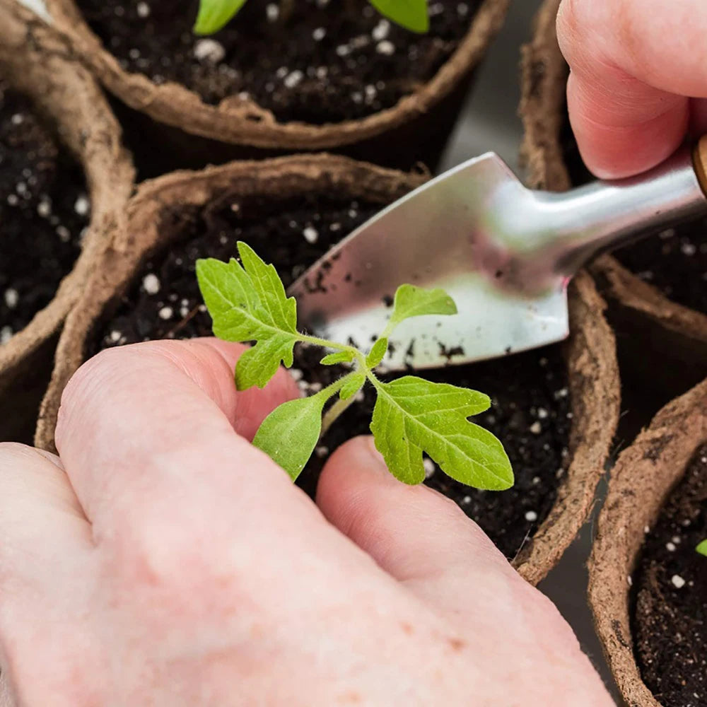 6/8cm Paper Pulp CultIvation Cup Biodegradable Seedling