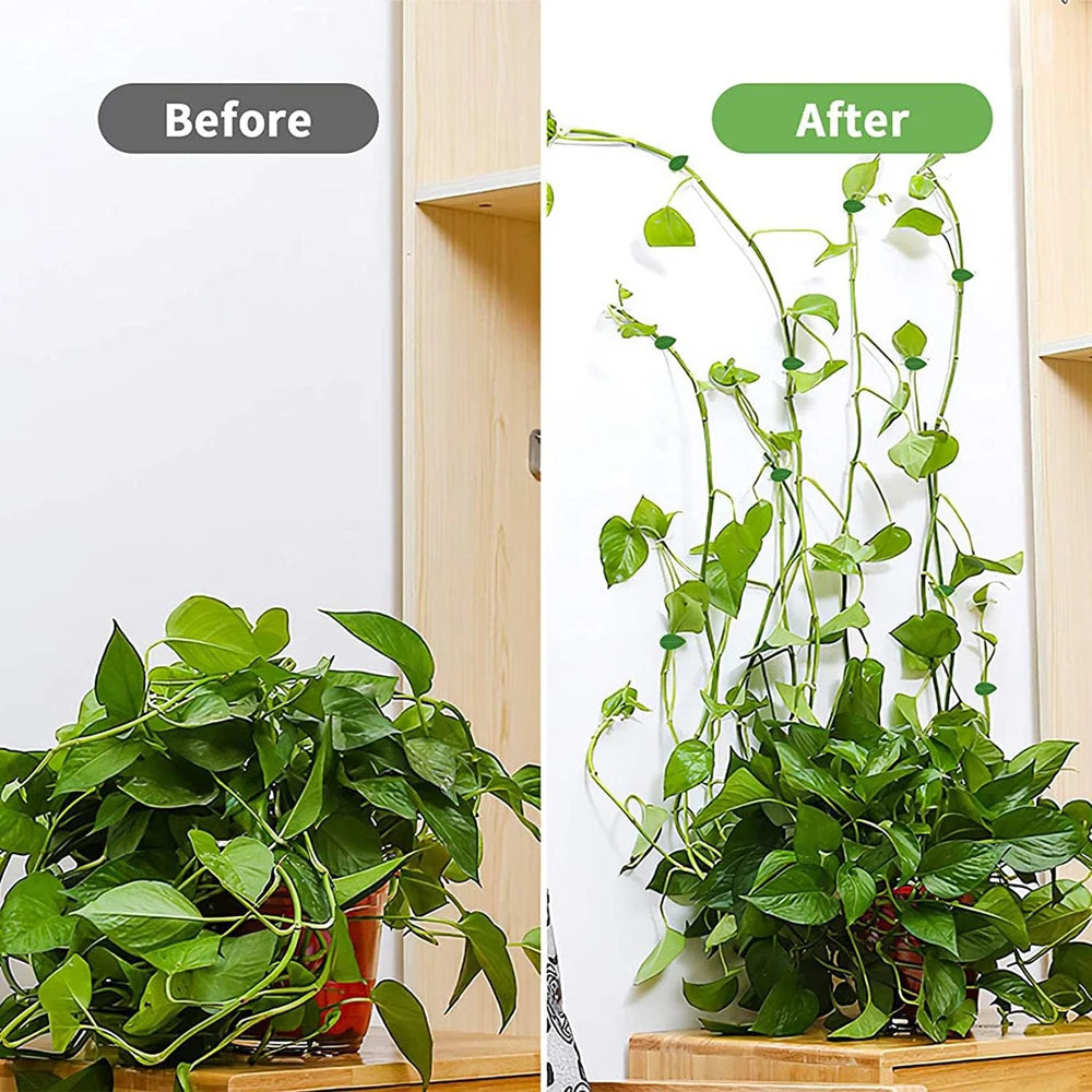 Invisible Plant Climbing Wall Fixture Clips 10-50Pcs — Plant Trellis