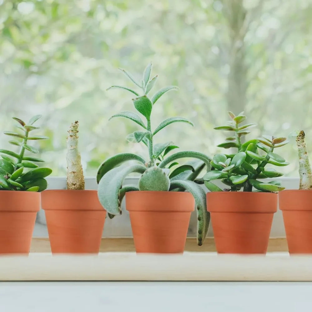 22-Pack 3 Inch Terracotta Pots with Drainage