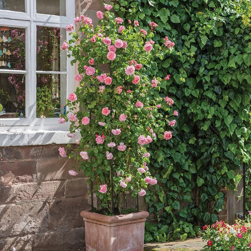 Plant Support Cages Tomato Cages For Climbing Plants