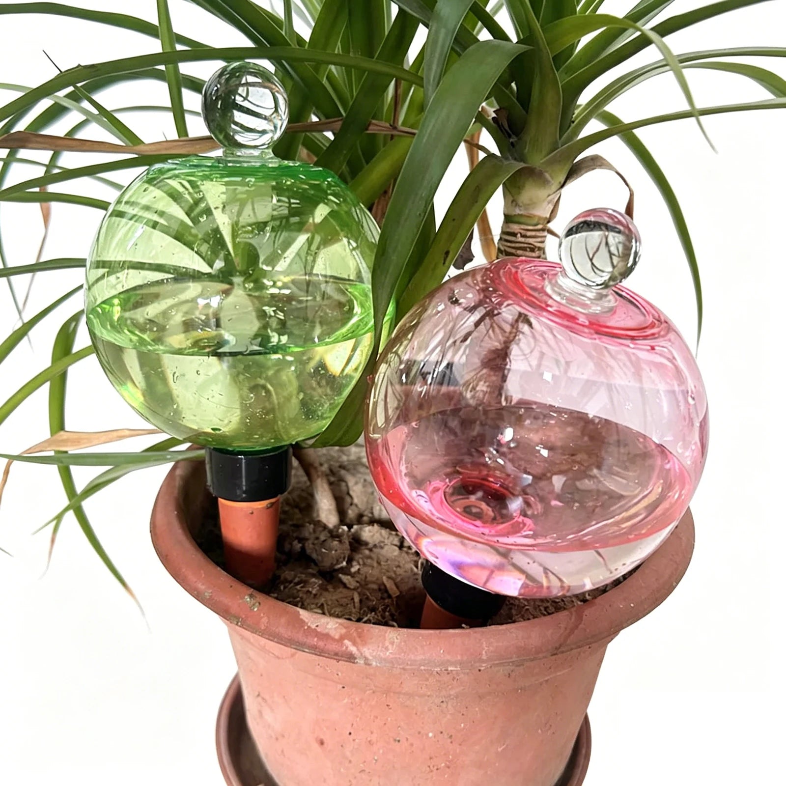 Self Watering Globes Top Fill Automatic Plant Watering