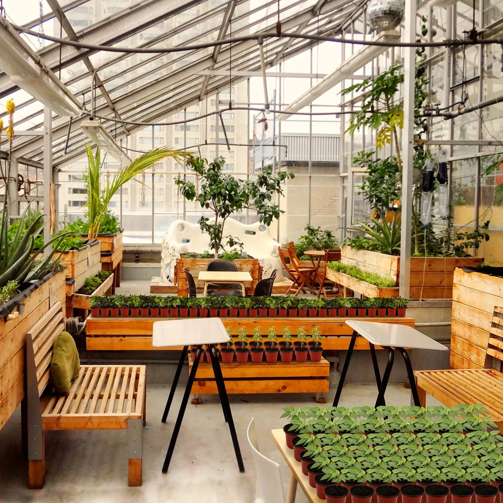 Plant Nursery Pot