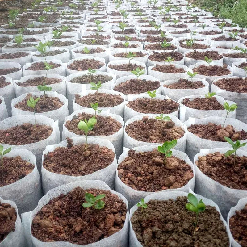 100-500Pcs Biodegradable Nursery Bag Plant Grow Bags